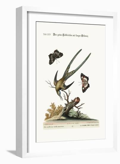 The Long-Tailed Green Hummingbird, 1749-73-George Edwards-Framed Giclee Print