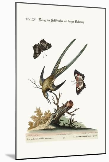 The Long-Tailed Green Hummingbird, 1749-73-George Edwards-Mounted Giclee Print