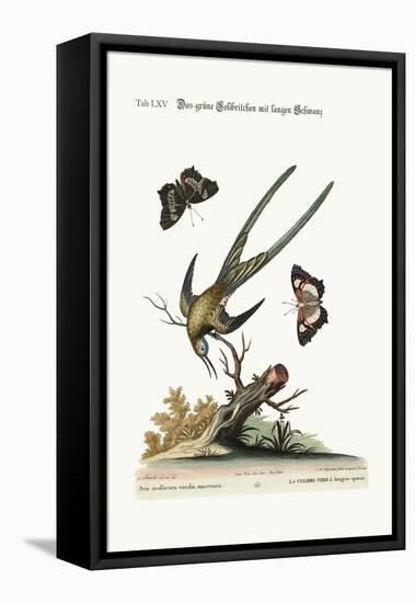 The Long-Tailed Green Hummingbird, 1749-73-George Edwards-Framed Premier Image Canvas