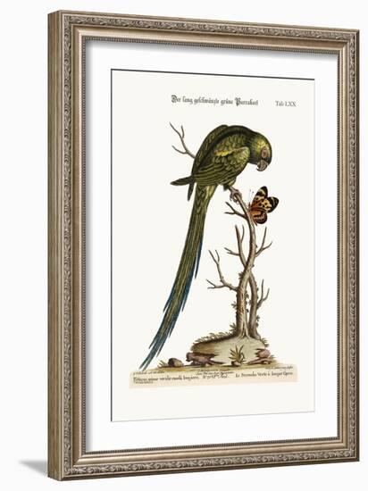 The Long-Tailed Green Parrakeet, 1749-73-George Edwards-Framed Giclee Print