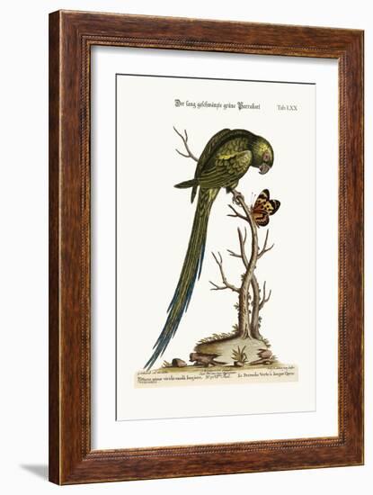 The Long-Tailed Green Parrakeet, 1749-73-George Edwards-Framed Giclee Print