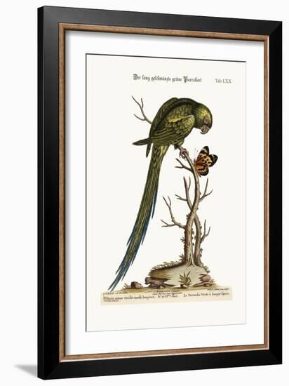 The Long-Tailed Green Parrakeet, 1749-73-George Edwards-Framed Giclee Print