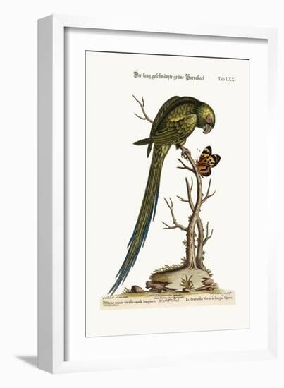 The Long-Tailed Green Parrakeet, 1749-73-George Edwards-Framed Giclee Print