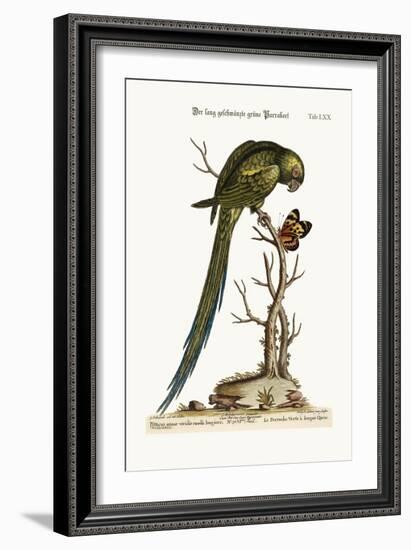 The Long-Tailed Green Parrakeet, 1749-73-George Edwards-Framed Giclee Print