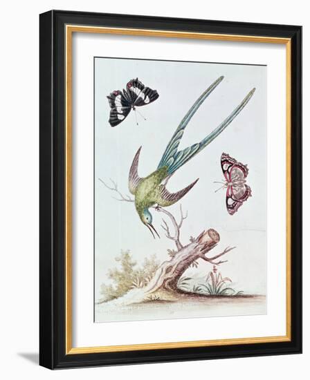 The Long-Tailed Humming Bird, 1742 (Coloured Engraving)-George Edwards-Framed Giclee Print