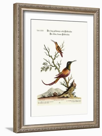 The Long-Tailed Red Hummingbird. the Little Brown Hummingbird, 1749-73-George Edwards-Framed Giclee Print