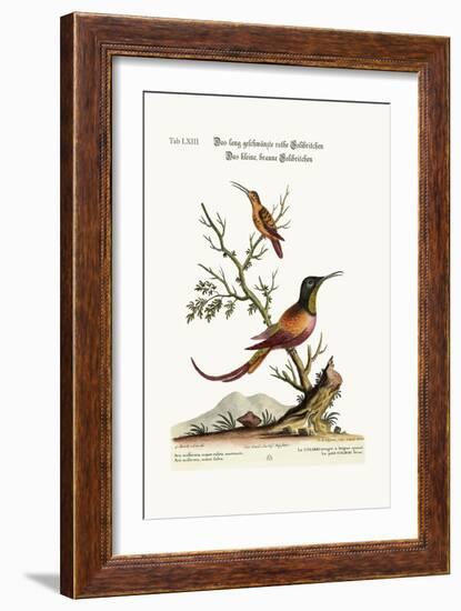 The Long-Tailed Red Hummingbird. the Little Brown Hummingbird, 1749-73-George Edwards-Framed Giclee Print