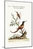 The Long-Tailed Red Hummingbird. the Little Brown Hummingbird, 1749-73-George Edwards-Mounted Giclee Print