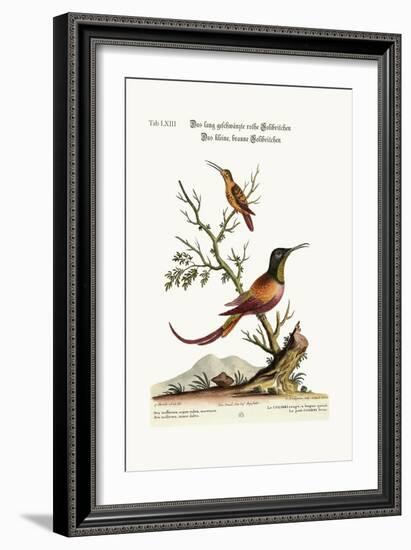 The Long-Tailed Red Hummingbird. the Little Brown Hummingbird, 1749-73-George Edwards-Framed Giclee Print