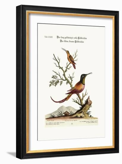 The Long-Tailed Red Hummingbird. the Little Brown Hummingbird, 1749-73-George Edwards-Framed Giclee Print