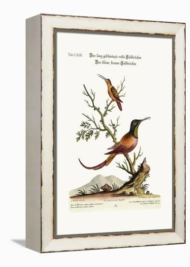 The Long-Tailed Red Hummingbird. the Little Brown Hummingbird, 1749-73-George Edwards-Framed Premier Image Canvas