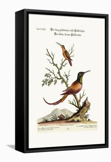 The Long-Tailed Red Hummingbird. the Little Brown Hummingbird, 1749-73-George Edwards-Framed Premier Image Canvas