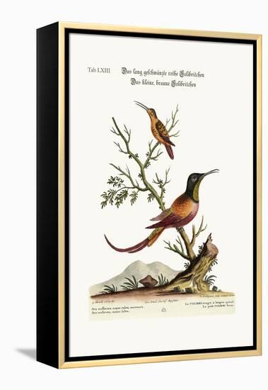 The Long-Tailed Red Hummingbird. the Little Brown Hummingbird, 1749-73-George Edwards-Framed Premier Image Canvas
