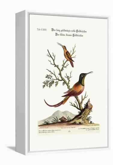 The Long-Tailed Red Hummingbird. the Little Brown Hummingbird, 1749-73-George Edwards-Framed Premier Image Canvas