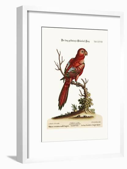 The Long-Tailed Scarlet Lory, 1749-73-George Edwards-Framed Giclee Print