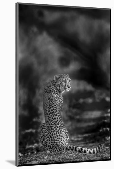 The Look Back-Jaco Marx-Mounted Photographic Print