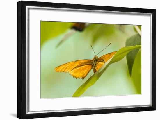 The Lookout-Chris Moyer-Framed Photographic Print