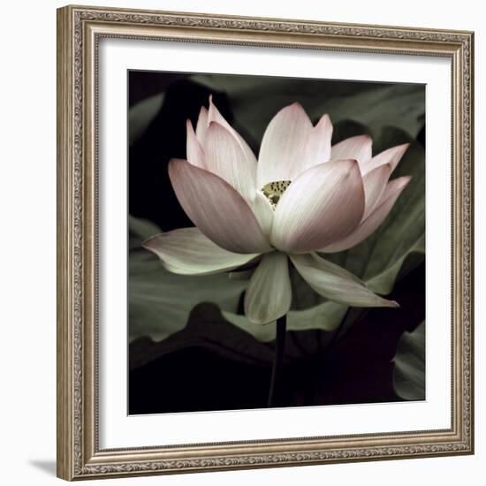 The Lotus I-Andy Neuwirth-Framed Photo