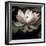 The Lotus I-Andy Neuwirth-Framed Photo