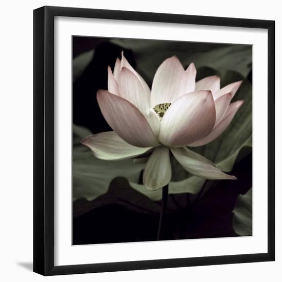 The Lotus I-Andy Neuwirth-Framed Photo