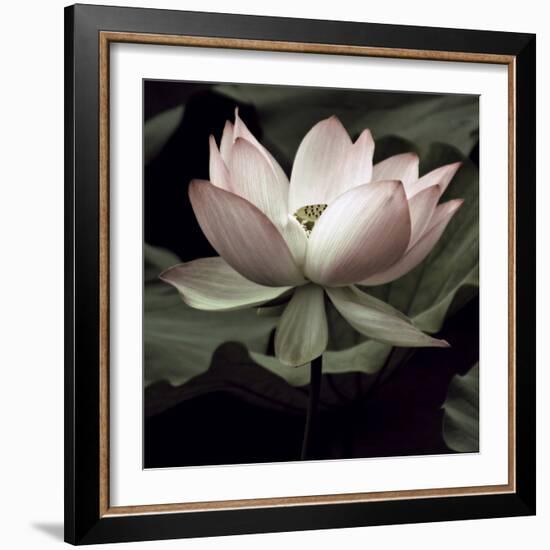 The Lotus I-Andy Neuwirth-Framed Photo