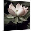 The Lotus I-Andy Neuwirth-Mounted Photo