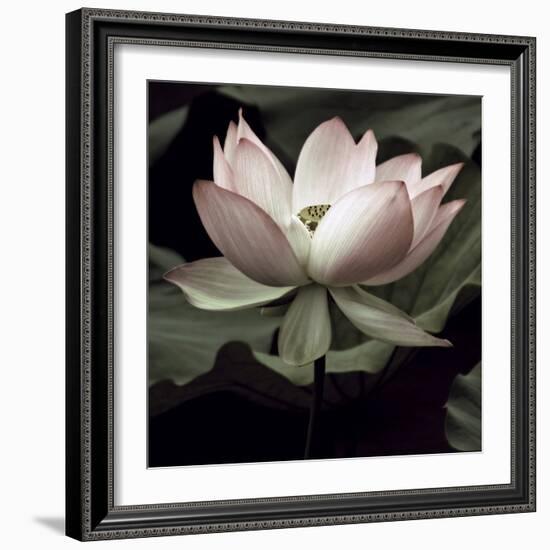 The Lotus I-Andy Neuwirth-Framed Photo