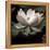 The Lotus I-Andy Neuwirth-Framed Stretched Canvas