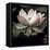 The Lotus I-Andy Neuwirth-Framed Stretched Canvas