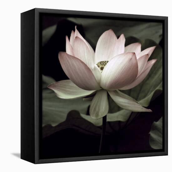 The Lotus I-Andy Neuwirth-Framed Stretched Canvas