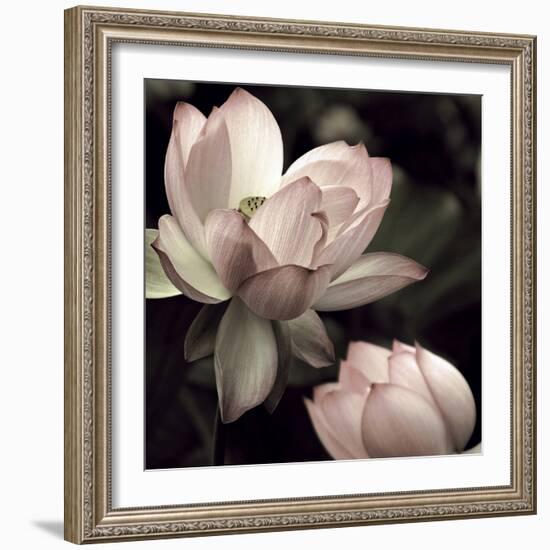 The Lotus II-Andy Neuwirth-Framed Photo