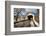 The Loux Covered Bridge in Winter, Pennsylvania-George Oze-Framed Photographic Print