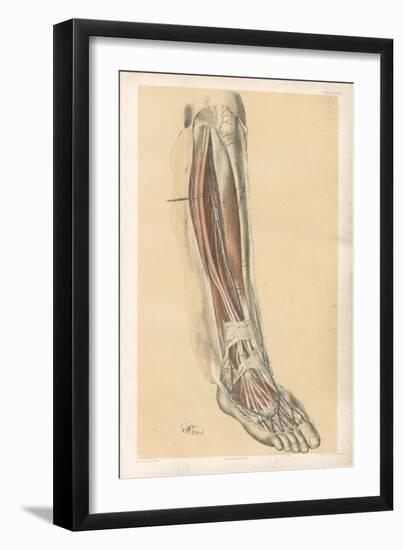 The Lower Limb. Front of the Leg and Dorsum of the Foot-G. H. Ford-Framed Giclee Print