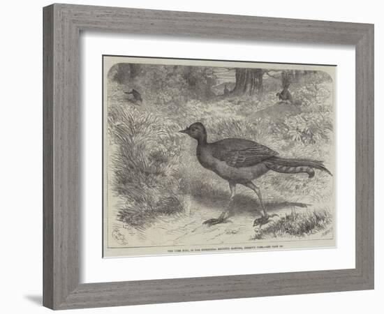 The Lyre Bird, in the Zoological Society's Gardens, Regent's Park-Friedrich Wilhelm Keyl-Framed Giclee Print
