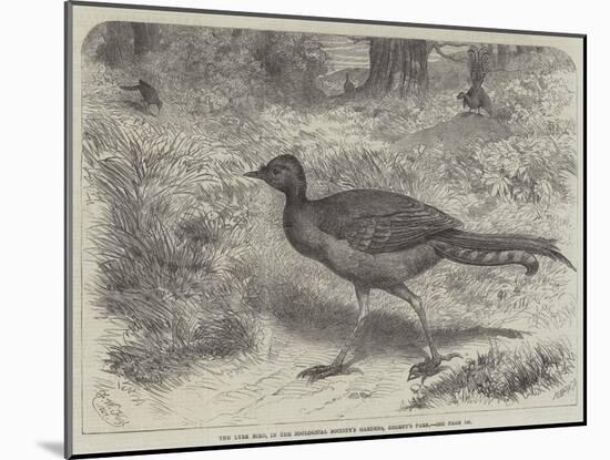 The Lyre Bird, in the Zoological Society's Gardens, Regent's Park-Friedrich Wilhelm Keyl-Mounted Giclee Print