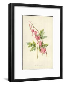 The Lyre Flower-Frederick Edward Hulme-Framed Giclee Print