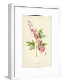 The Lyre Flower-Frederick Edward Hulme-Framed Giclee Print