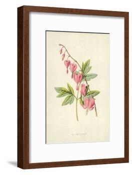 The Lyre Flower-Frederick Edward Hulme-Framed Giclee Print