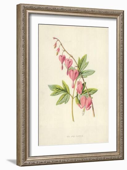 The Lyre Flower-Frederick Edward Hulme-Framed Giclee Print