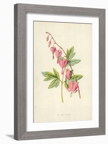 The Lyre Flower-Frederick Edward Hulme-Framed Giclee Print