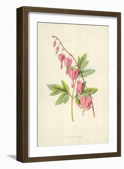 The Lyre Flower-Frederick Edward Hulme-Framed Giclee Print