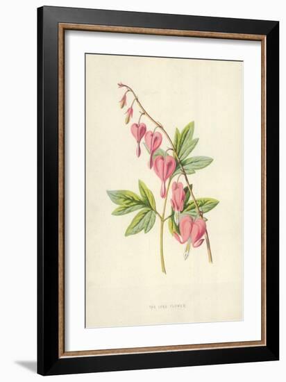 The Lyre Flower-Frederick Edward Hulme-Framed Giclee Print