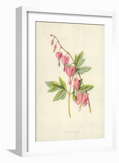 The Lyre Flower-Frederick Edward Hulme-Framed Giclee Print