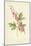 The Lyre Flower-Frederick Edward Hulme-Mounted Giclee Print
