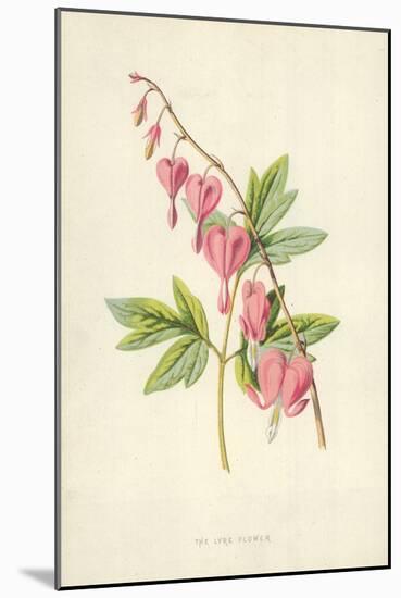 The Lyre Flower-Frederick Edward Hulme-Mounted Giclee Print