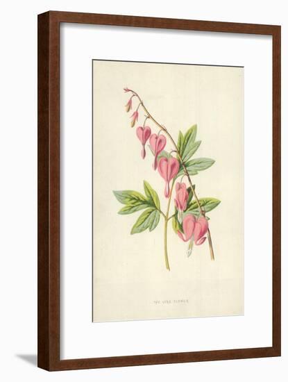 The Lyre Flower-Frederick Edward Hulme-Framed Giclee Print