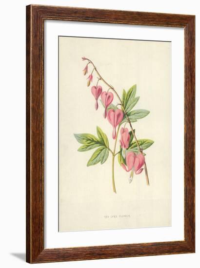 The Lyre Flower-Frederick Edward Hulme-Framed Giclee Print