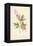 The Lyre Flower-Frederick Edward Hulme-Framed Premier Image Canvas