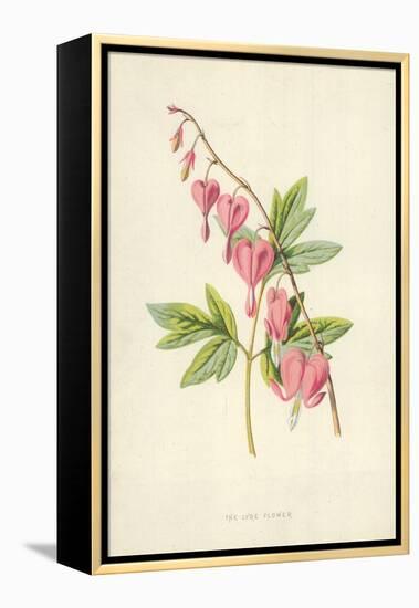 The Lyre Flower-Frederick Edward Hulme-Framed Premier Image Canvas