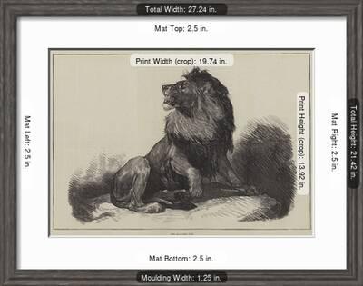 The Maccarte Lion Giclee Print Art Com The Maccarte Lion Giclee Print Art Com